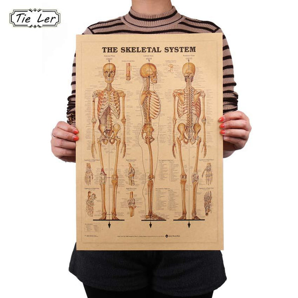 The Skeletal System Anatomical Chart Poster Print